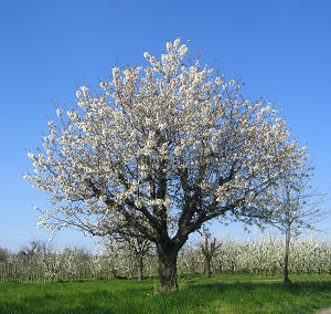 Blï¿½hender Obstbaum am Kaiserstuhl