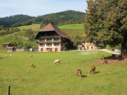 Schwarzwaldidylle in Nordrach