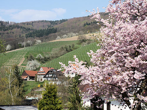 Frühling in Sasbachwalden